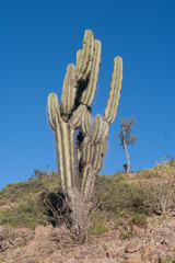 Neoraimondia herzogiana