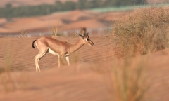 Gazella arabica