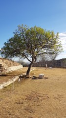 Pseudosmodingium andrieuxii