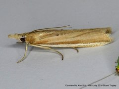 Pima albiplagiatella
