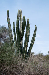 Neoraimondia herzogiana