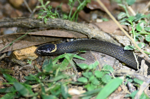 Southern Dwarf Crowned Snake sighting
