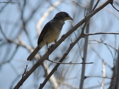 Coryphospingus pileatus