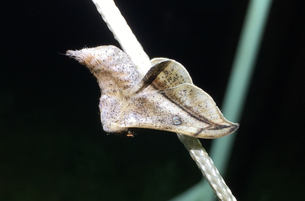 Gonogramma