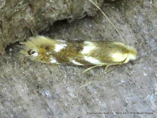 Birch Skeletonizer
