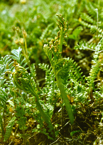 lanceleaf moonwort (Botrychium lanceolatum)