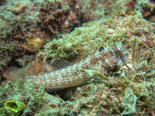 Big spot blenny (Crossosalarias macrospilus) — Blenniidae — 3