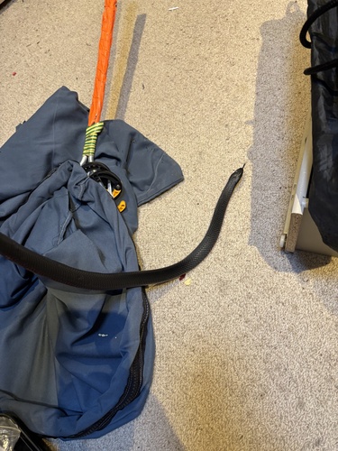 Red-bellied Black Snake sighting