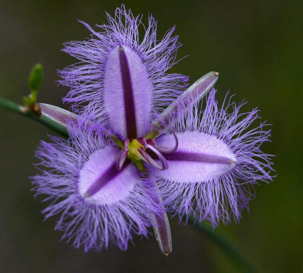 Leafless Fringed Lily