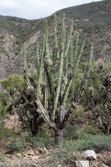 Neoraimondia herzogiana