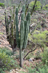 Neoraimondia herzogiana