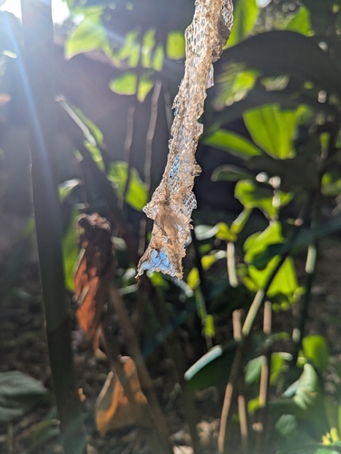 Brown Tree Snake sighting