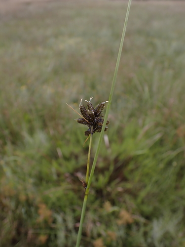 Fuirena pubescens, photograph 5