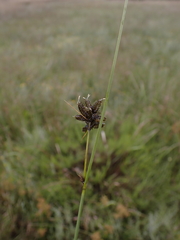 Fuirena pubescens, photograph (c) Andrew Hankey, some rights reserved (CC BY-SA)