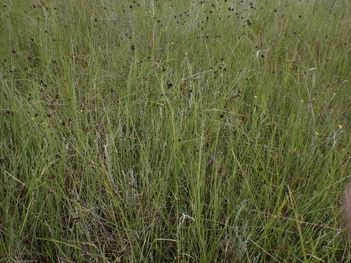 Fuirena pubescens, photograph 6