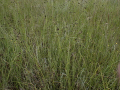 Fuirena pubescens, photograph (c) Andrew Hankey, some rights reserved (CC BY-SA)