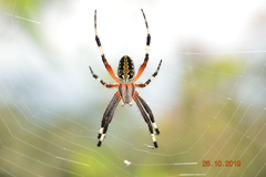 Neoscona oaxacensis
