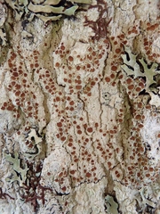 Lecanora cinereofusca