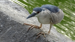 Nycticorax nycticorax
