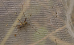 Hybolasius sticticus