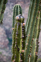 Neoraimondia herzogiana