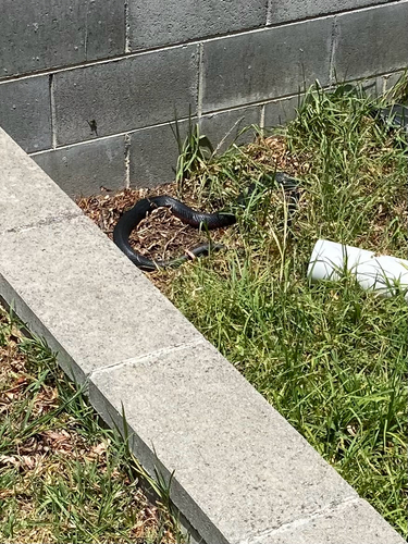 Red-bellied Black Snake sighting
