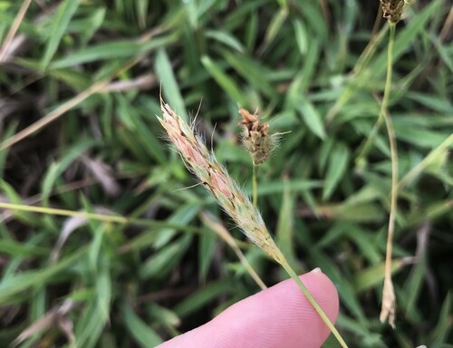 Ischaemum aristatum observed 2025-09-18