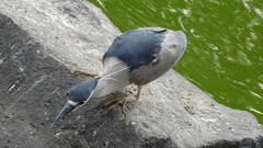 Nycticorax nycticorax