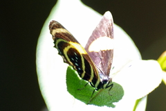 Callicore lyca aerias