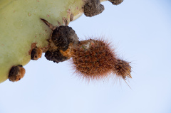 Neoraimondia herzogiana