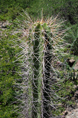 Neoraimondia herzogiana