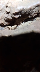 Blaniulidae