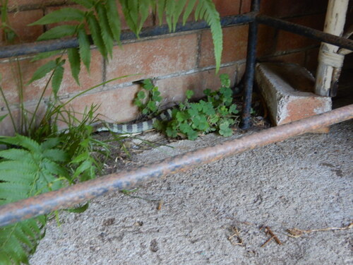 Tiger Snake sighting