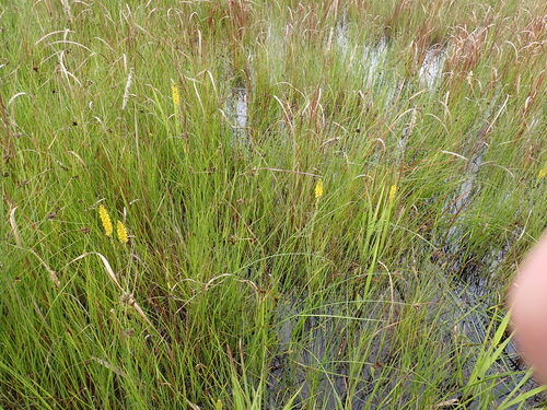 Golden Cob Disa (Disa woodii)