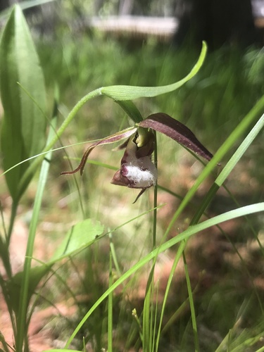 Ram's head lady's slipper (Cypripedium arietinum)