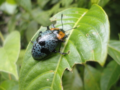 Cypherotylus vicinus
