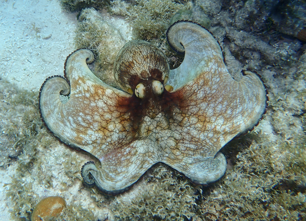 Octopus