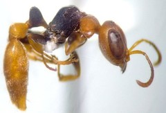 Pseudomyrmex boopis