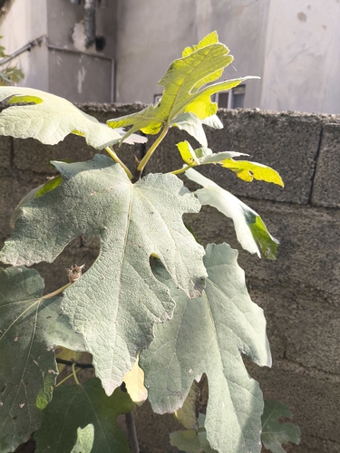 common fig
