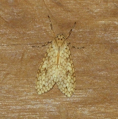 Lophocampa maroniensis