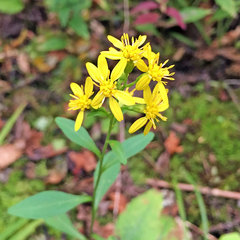 Solidago virgaurea asiatica