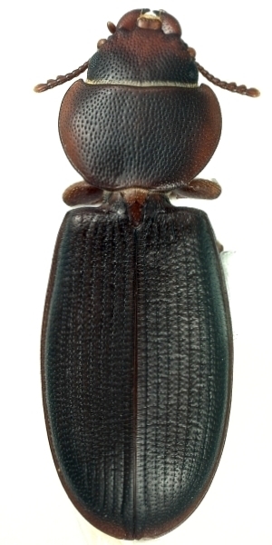 Tenebroides obtusus