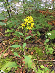 Solidago virgaurea asiatica