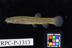 Japanese Eight Barbel Loach photo 4