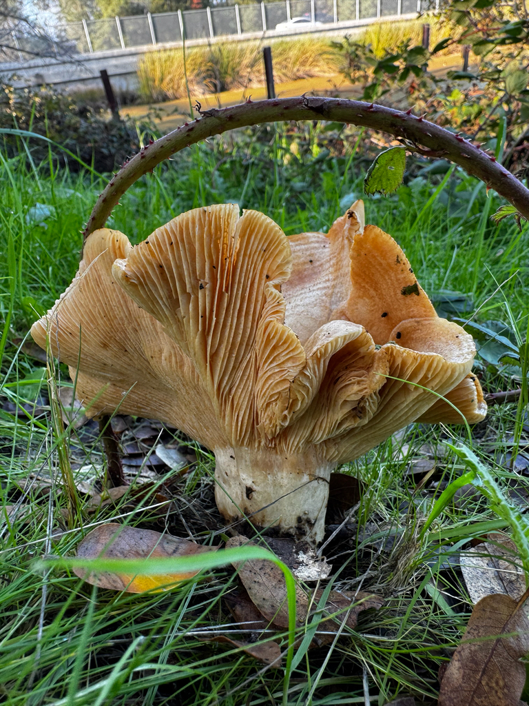 Lactarius alnicola · November 2025 · photo: © jdrwildlife (iNaturalist, cc-by)