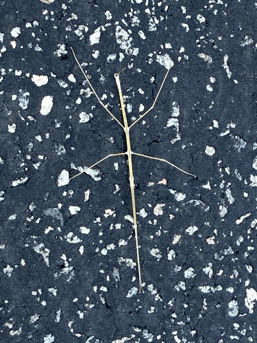 iNaturalist observation photo of Short-horn Walkingsticks