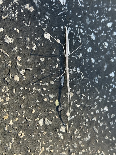 iNaturalist observation photo of Short-horn Walkingsticks