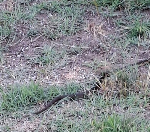 Lowlands Copperhead sighting