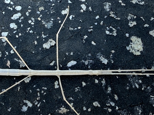 iNaturalist observation photo of Short-horn Walkingsticks