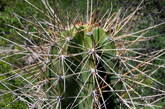 Neoraimondia herzogiana